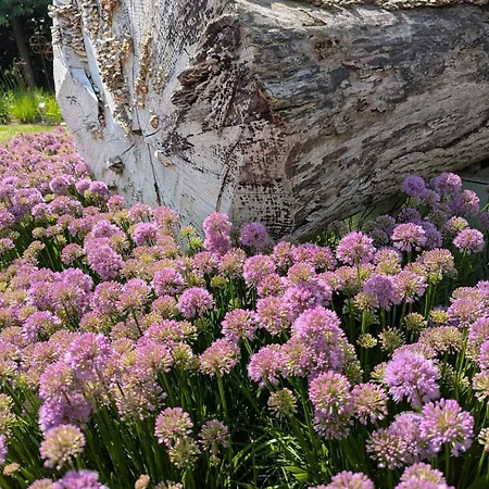 Enchanting In Oksbol Oasis-by Traum * Nordborg